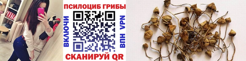 Псилоцибиновые грибы Cubensis где можно купить Назарово
